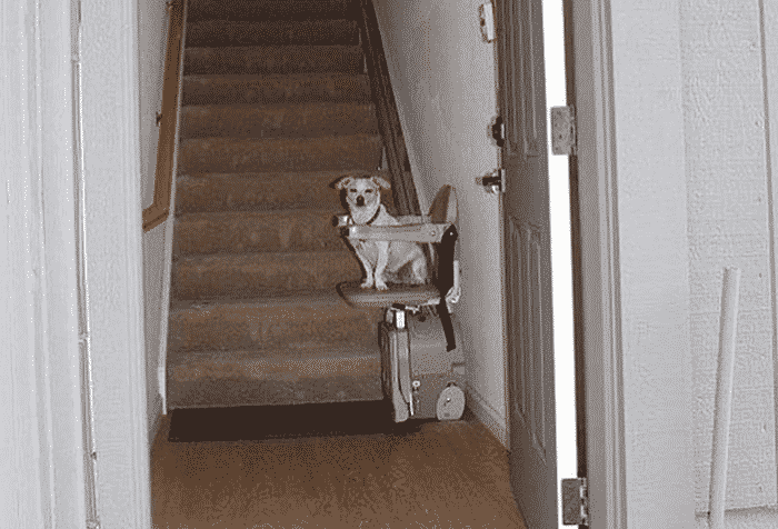 a open front door showing a glimpse of a small dog on a stair lift