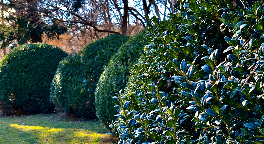 Trim Overgrown Hedges & Trees