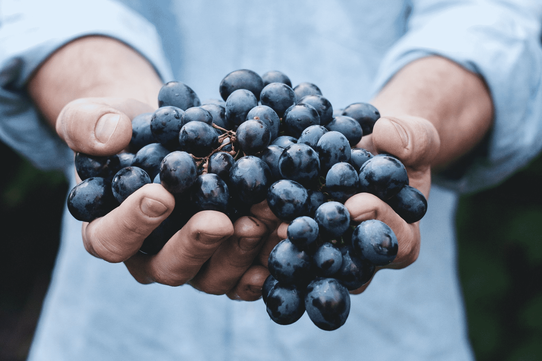 a chef holds out a bunch of beautifully ripe purple grapes.