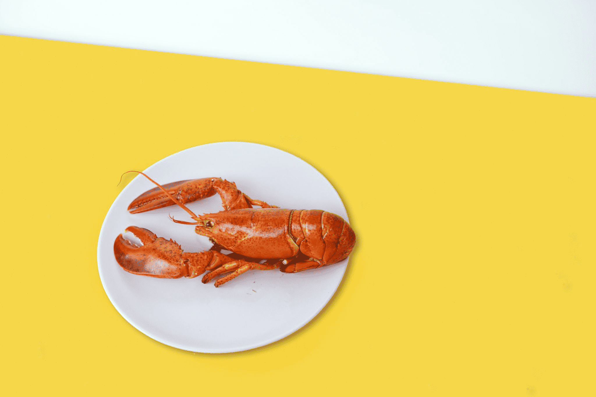 a lobster on a plate, ready to become lobster rolls.