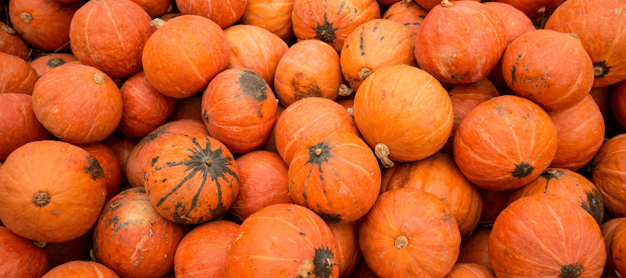 Pumpkin count or weight contest